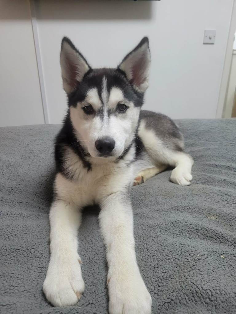 Siberian husky