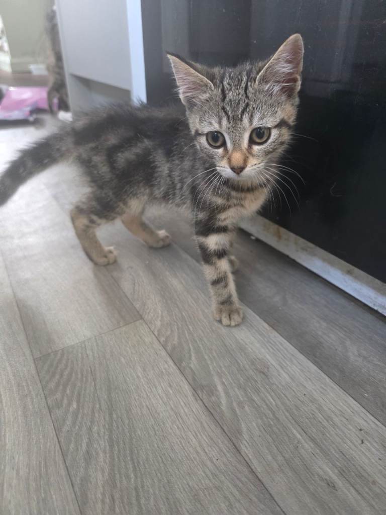 4 kittens for sale
