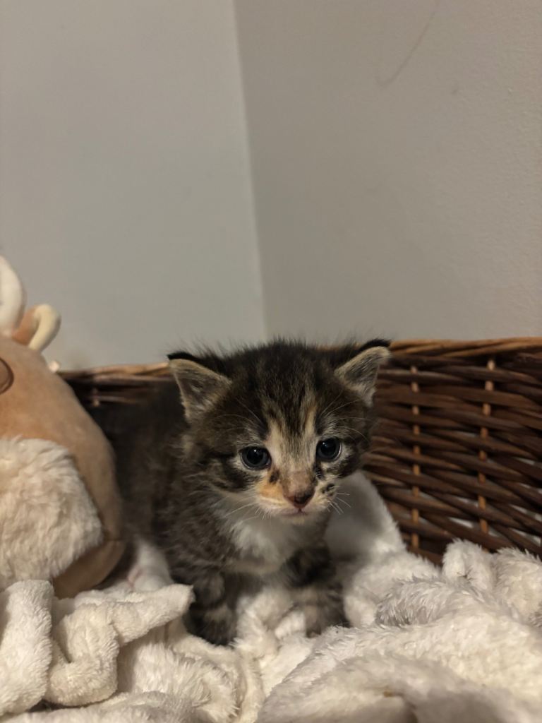 Kittens 
