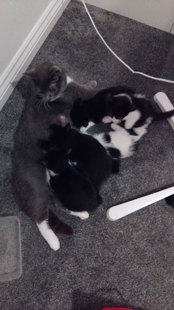 Beautiful kittens