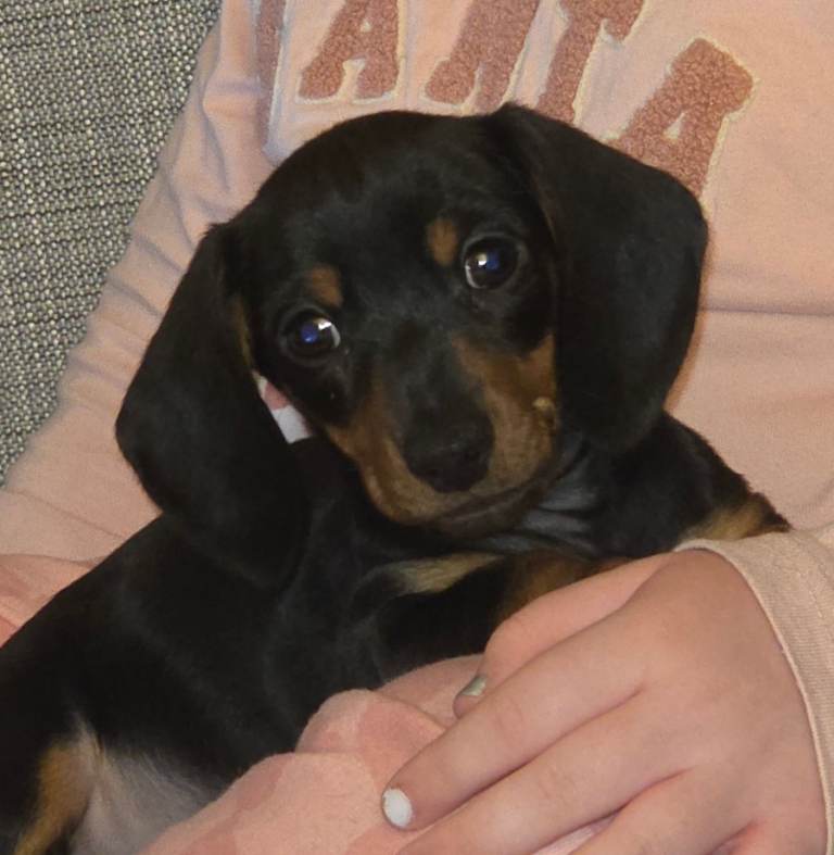 Miniature Dachshund Female Puppy