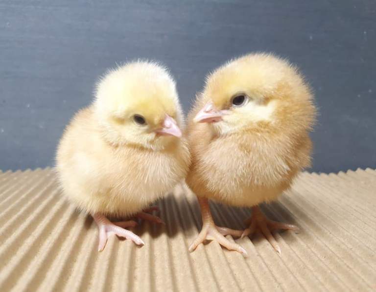 Female chicks chickens hens