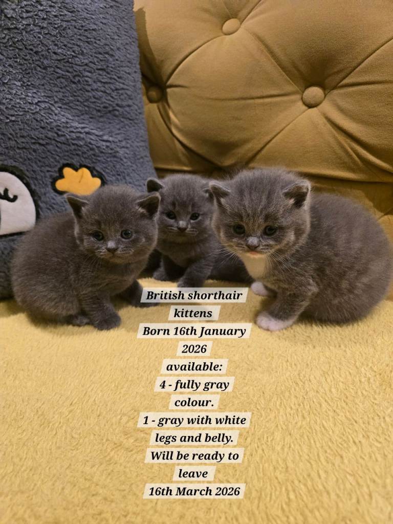 British shorthair kittens 