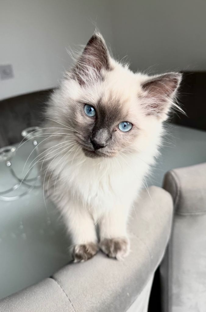 Rag doll kitten 