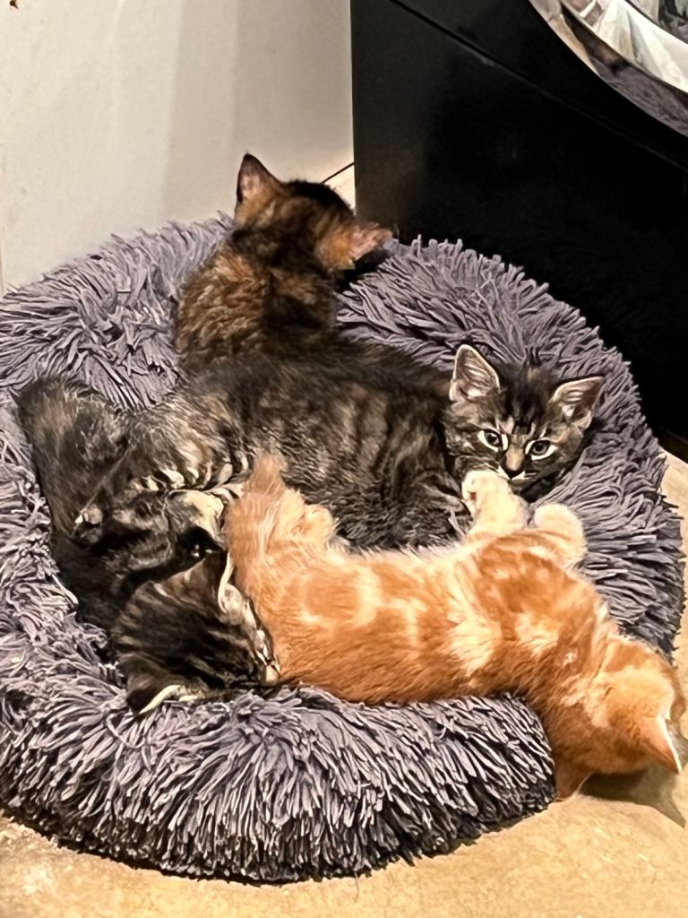 Fluffy Kittens