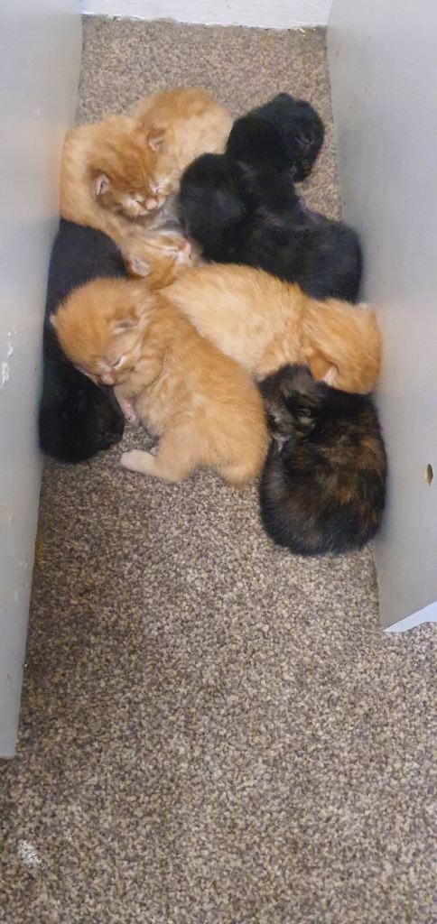 British long hair kittens 