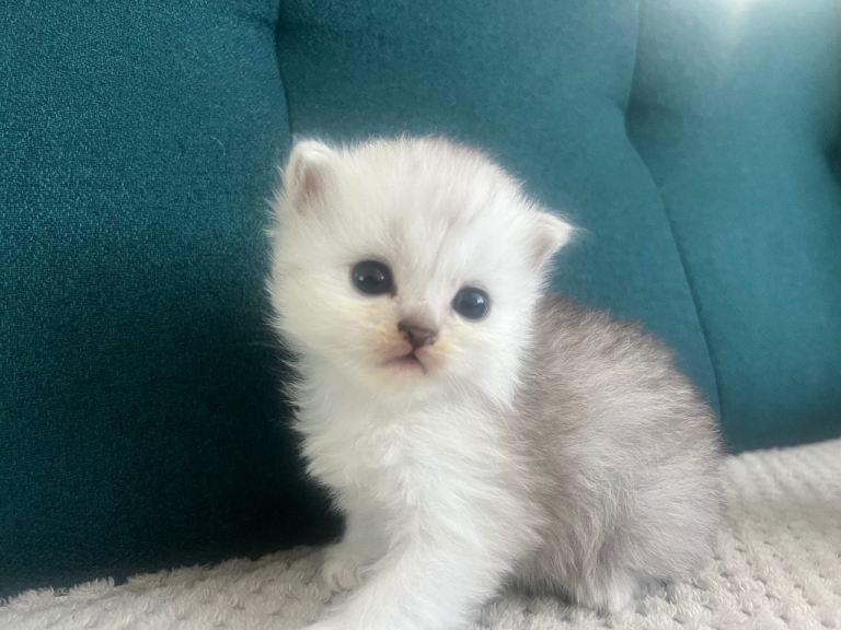 Beautiful Purebred Persian Kittens for Sale