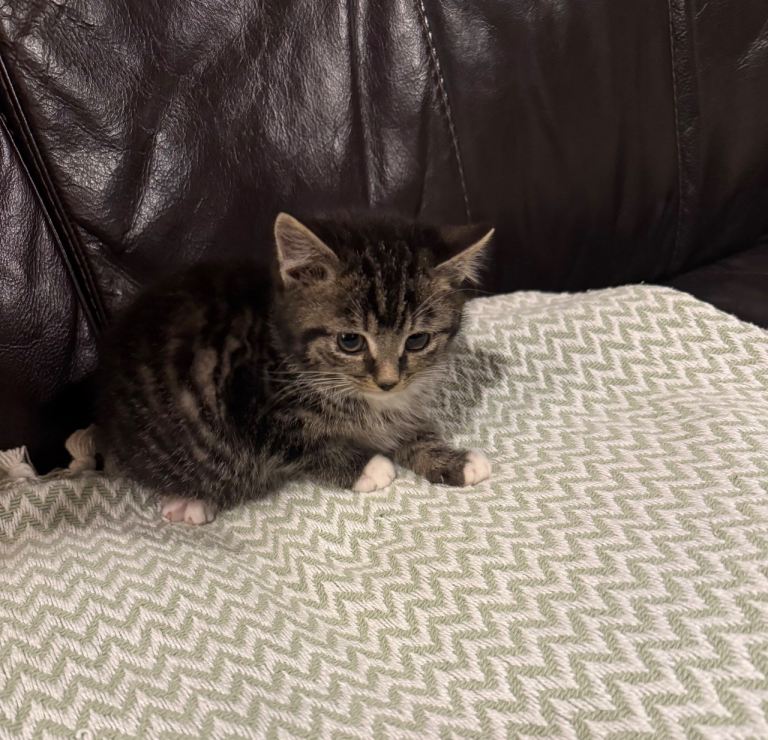 Gorgeous male kittens **both reserved**