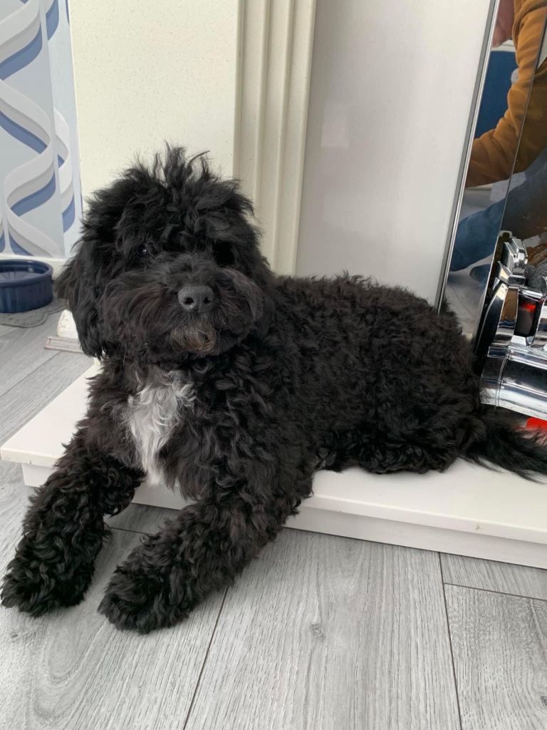 ADULT F1B Cockapoo Girl for new home 