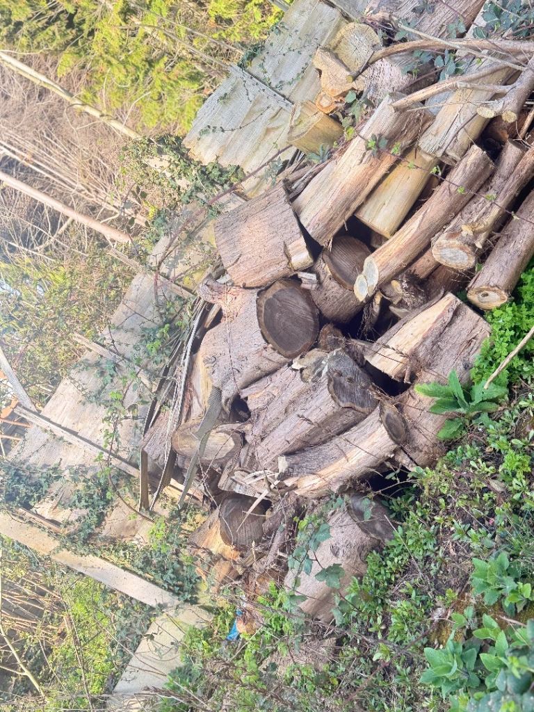 Free wood to collect