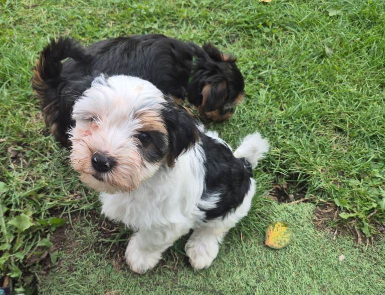  Last boy Ready now Biewier terrier puppy 