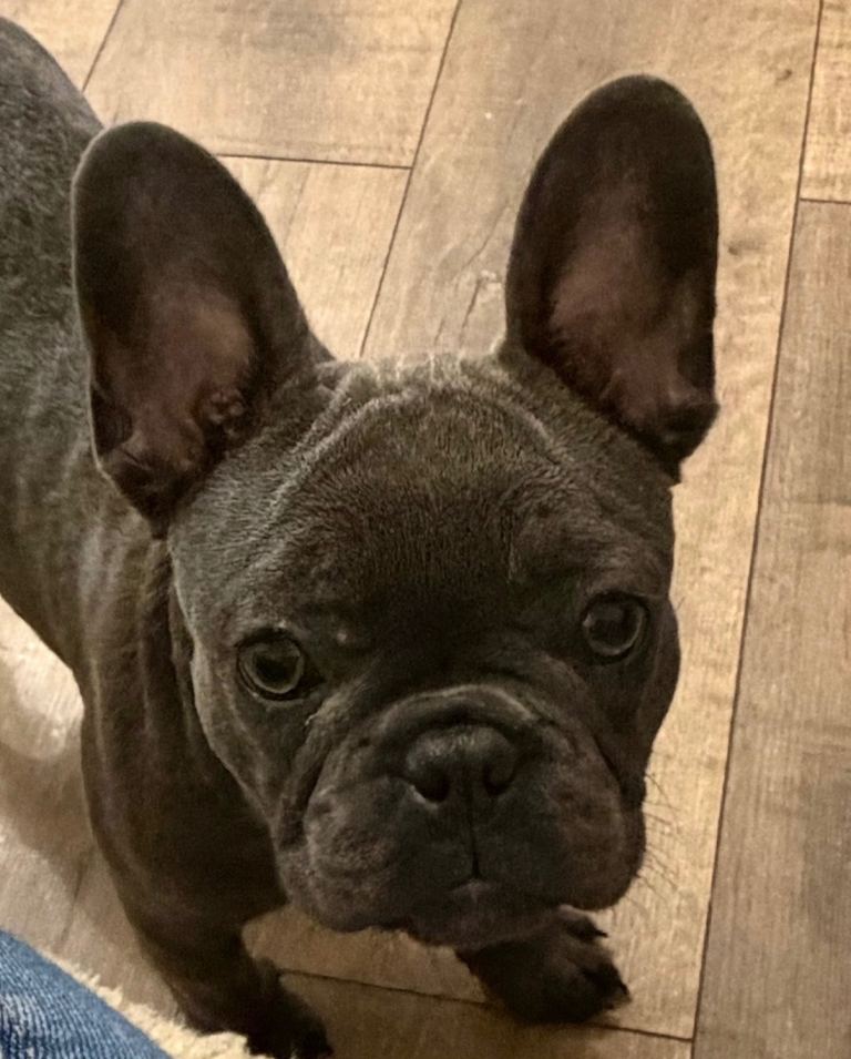 Blue French bulldog puppie
