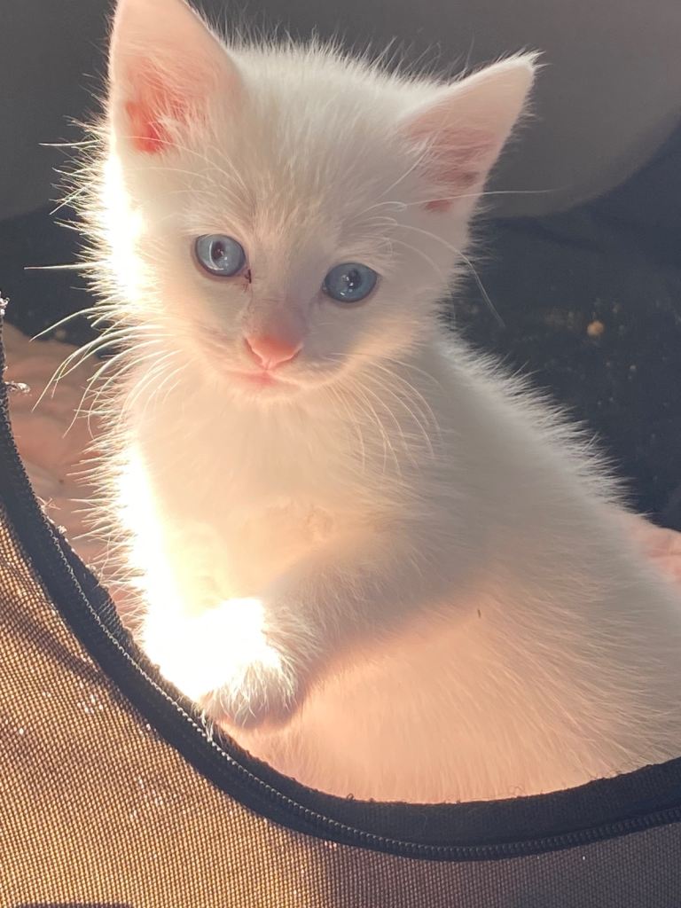Bengal/ khao manee kittens 