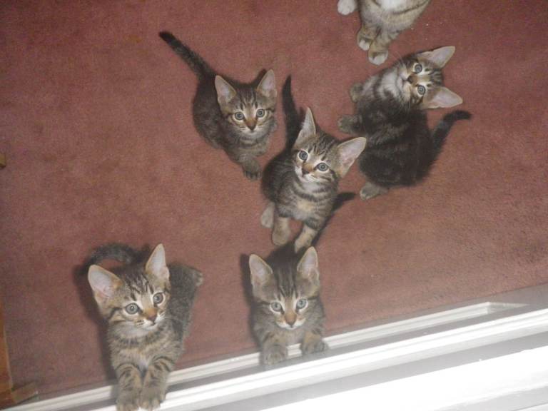 Adorable Tabby Kittens
