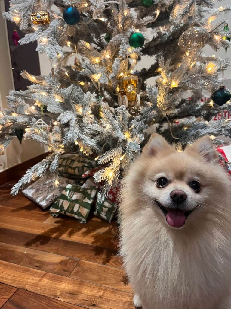 Pomeranian male 5 years olld