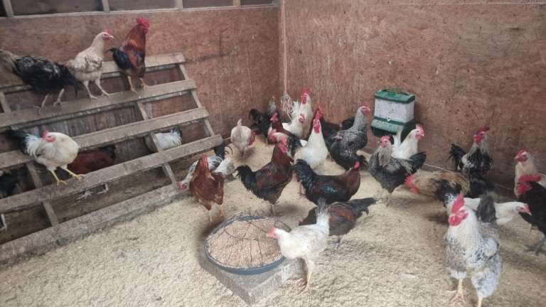 Roosters for Sale