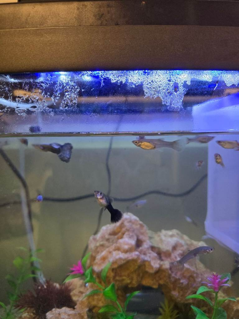Female guppies 