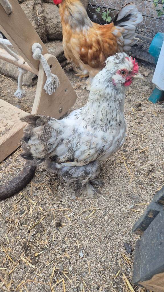 2 Male brahma chickens