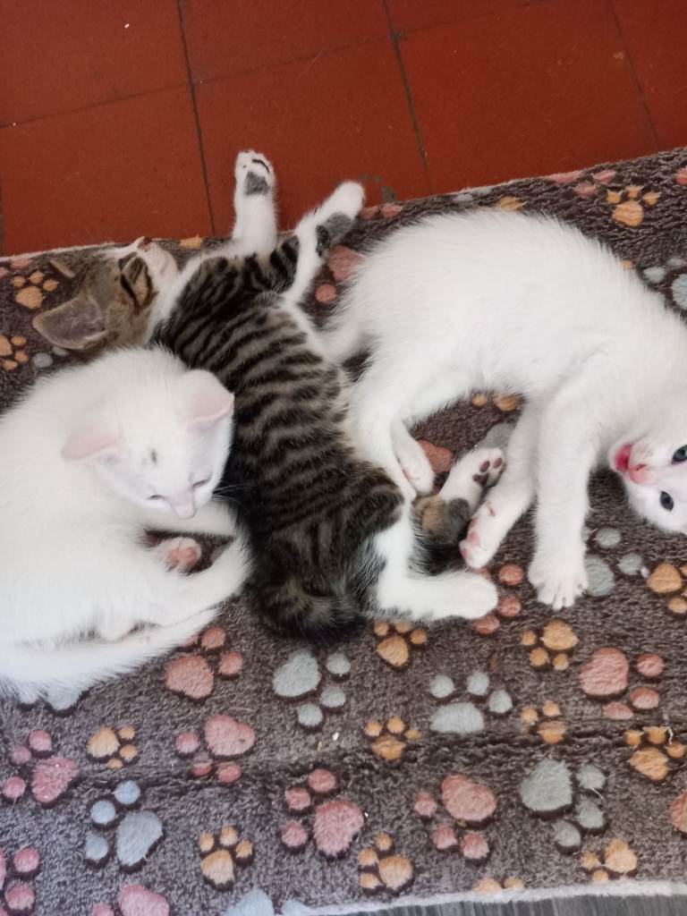 Kittens need good homes