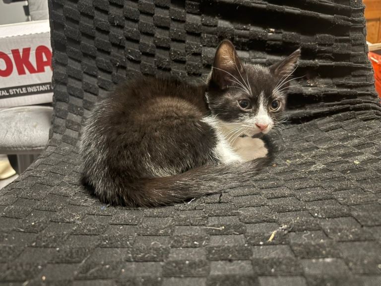 Tuxedo Kitten
