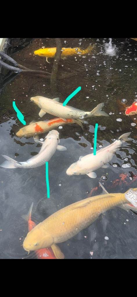 Japanese Koi