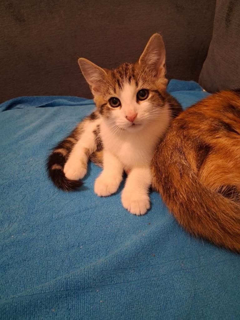 1 beautiful kitten for sale 