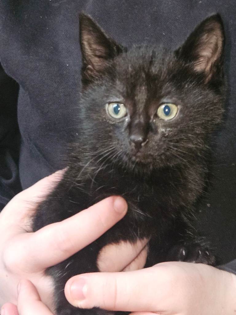 beautiful kittens for sale