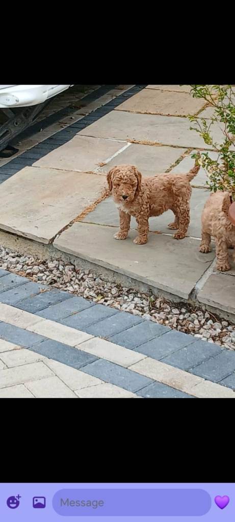 Cockapoo s all males 