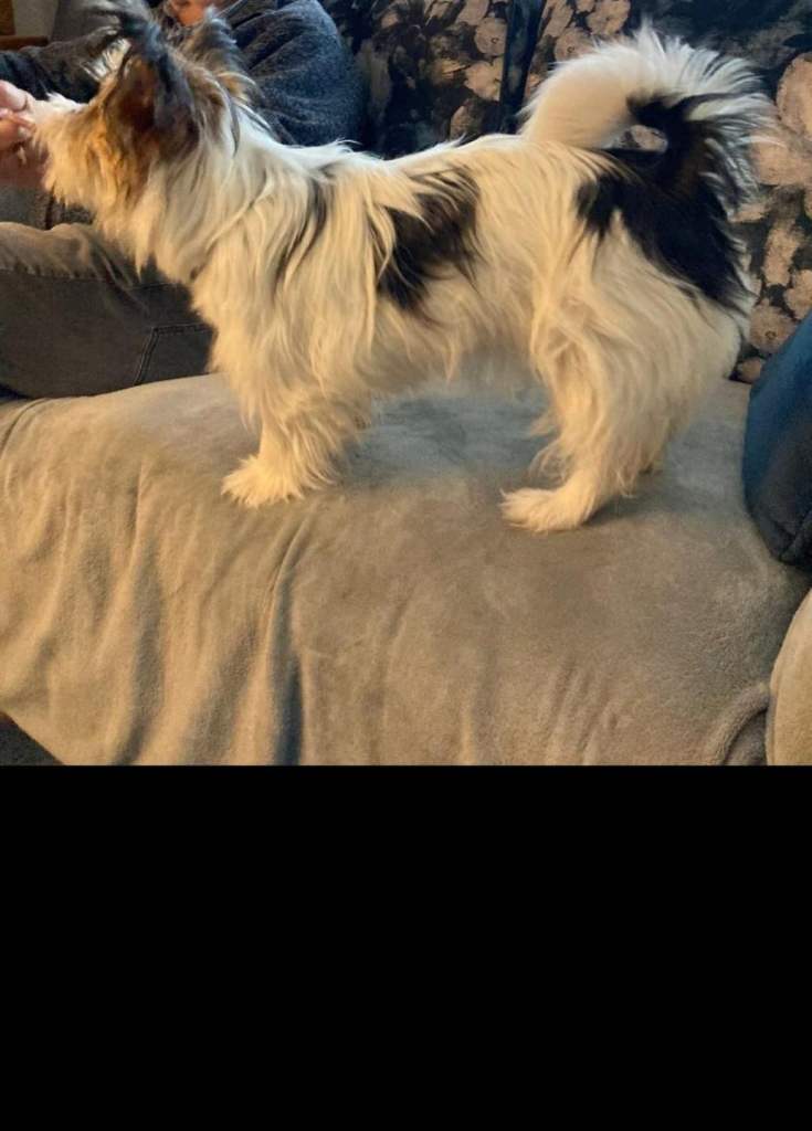 Tiny biewer terrier puppies 