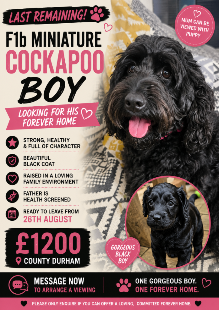  cockapoo puppy for sale .