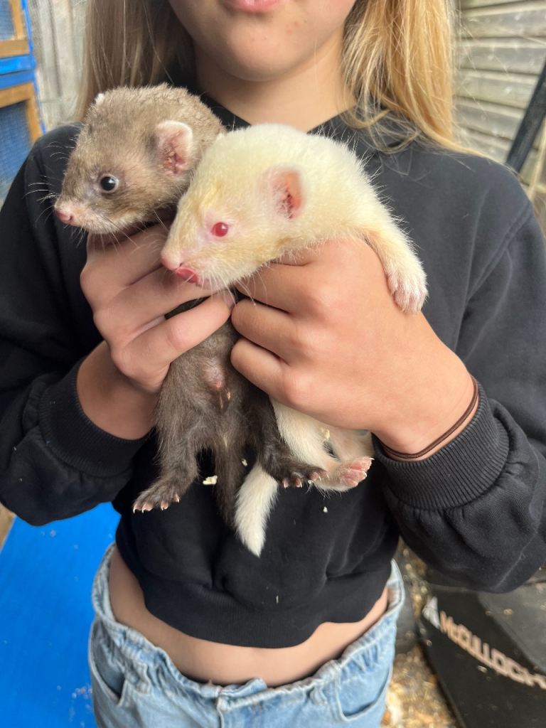 Baby ferrets ready now 