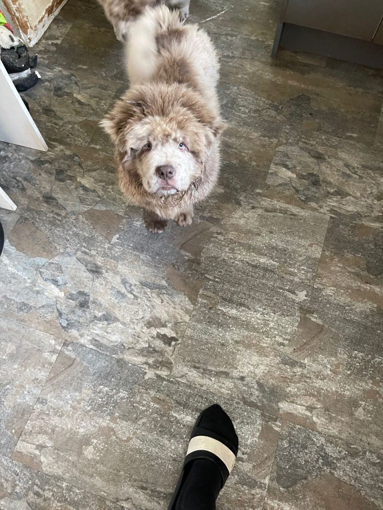 Puppy 