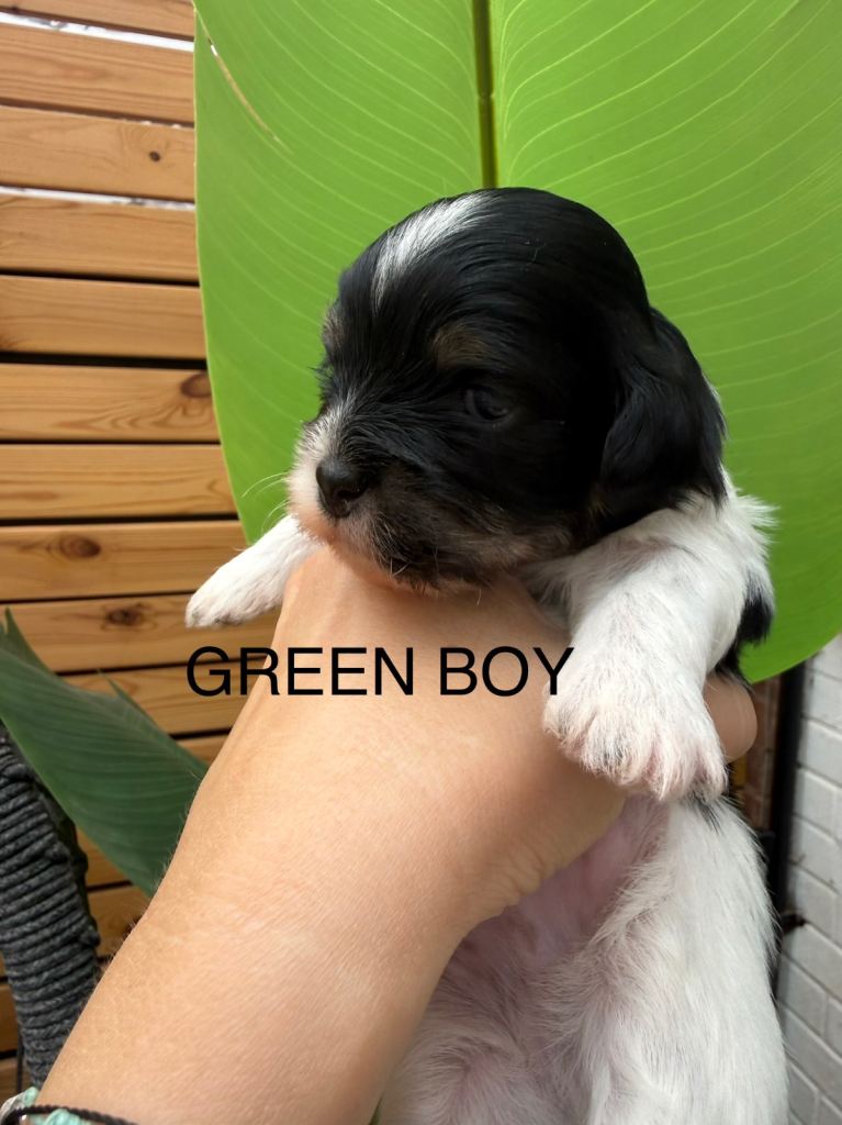 Malshi/lhasa apso puppies
