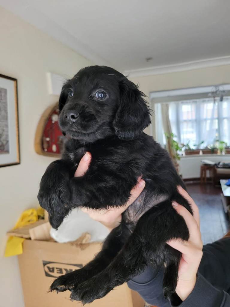 🐶 Cocker Spaniel Puppies for Sale 🐶