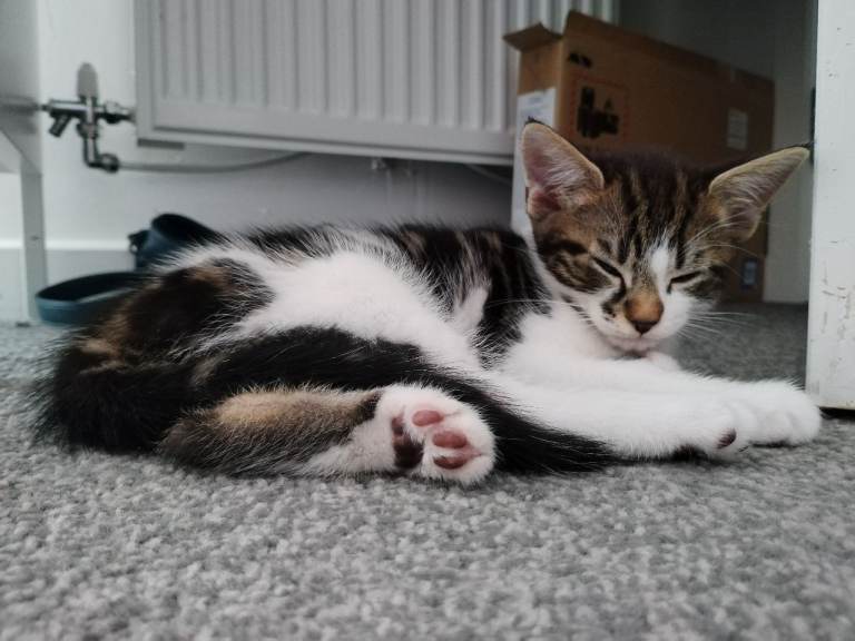 10 week male kittens 
