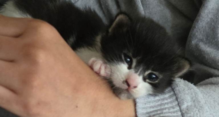 Black and white bengal