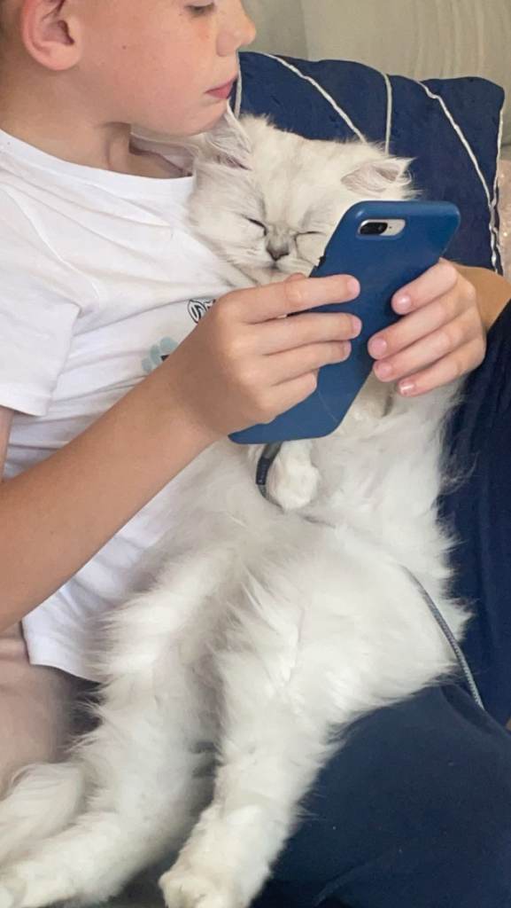 Persian cat for sale