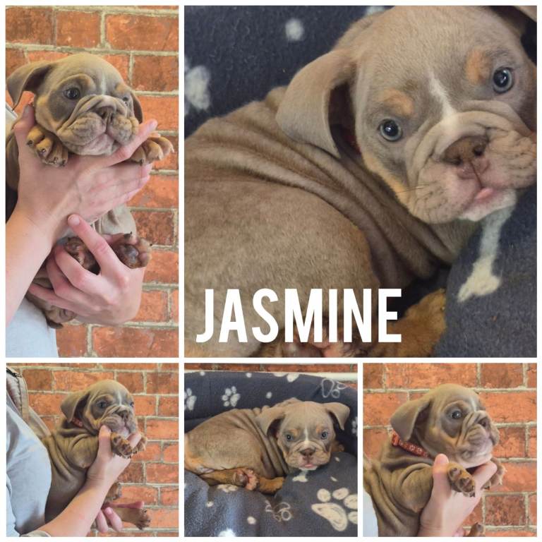 Bulldog Puppys Ready for their forever homes xxx