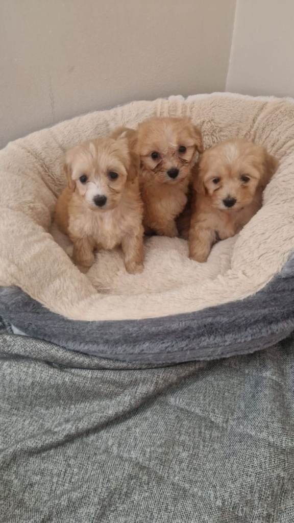 Cockapoo puppies
