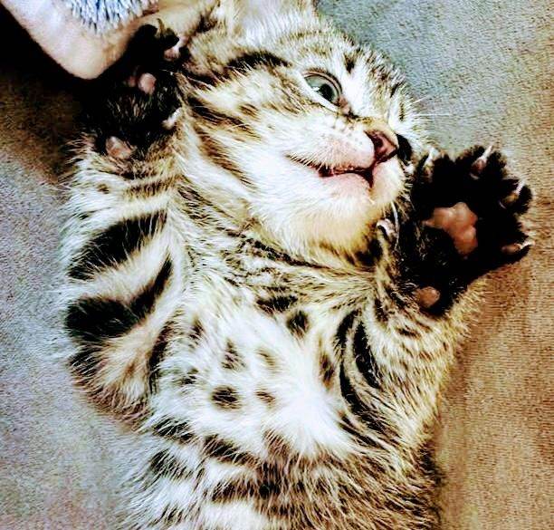 Simply stunning Ragdoll x Bengal kittens ready now for their forever loving new homes :)