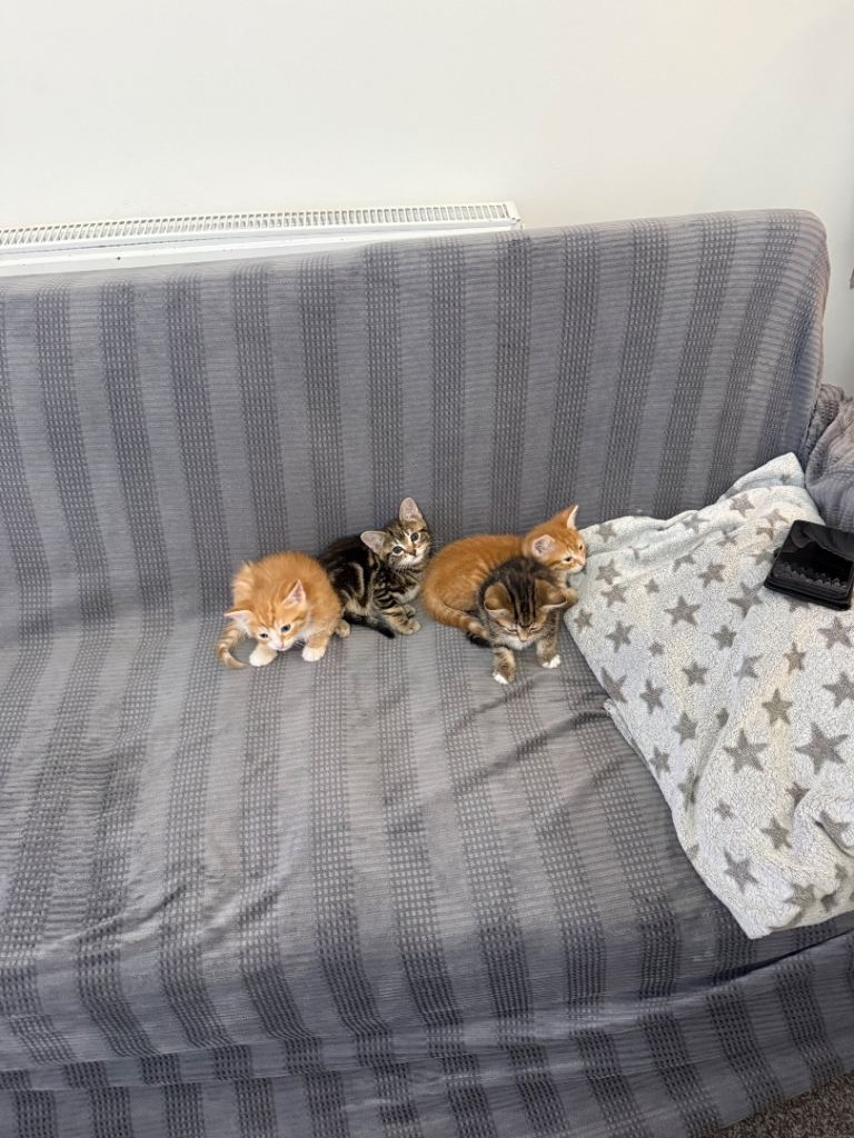 Litter of 4 kittens 