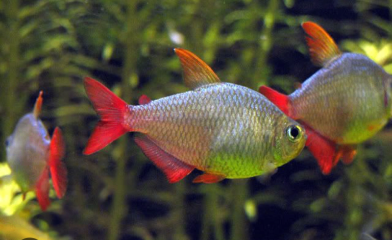 Assorted Tropical Aquarium Fish