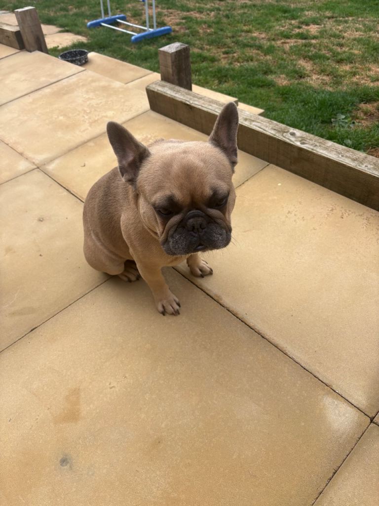 Beautiful Pedigree Frenchie boy for rehoming