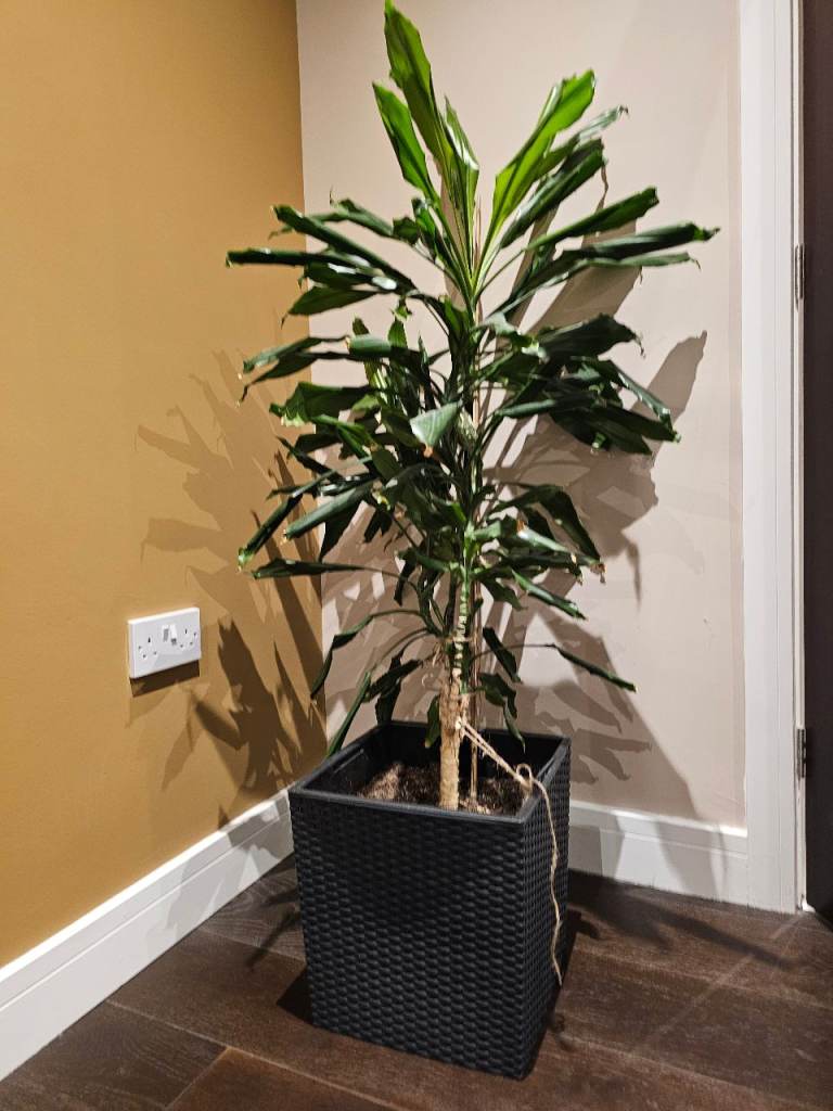 Dracaena plant
