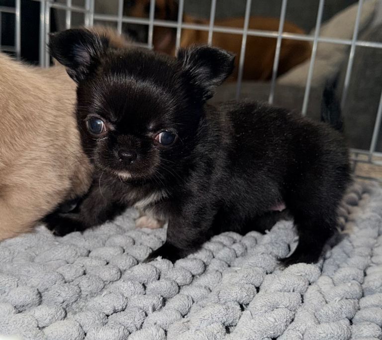 Chihuahua long coat