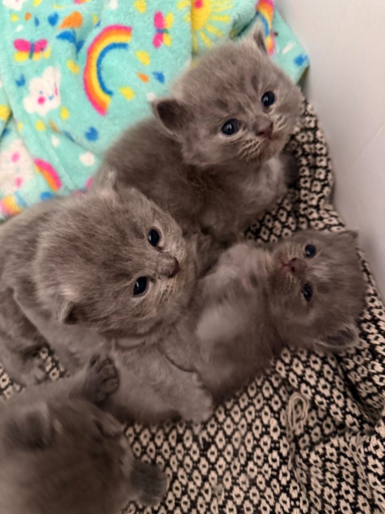 Beautiful Ragdoll x British Shorthair Kittens 🐾❤️
