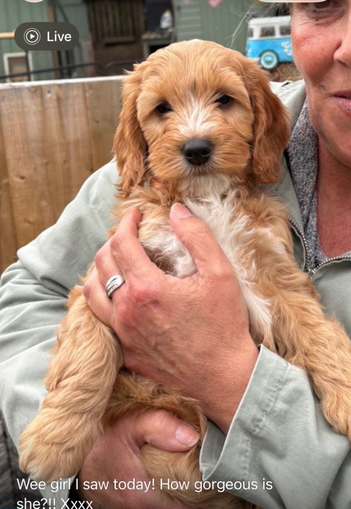 Beautiful F1 Cockapoo Female