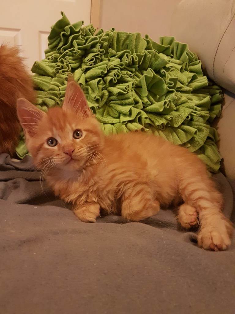 Mainecoon kitten