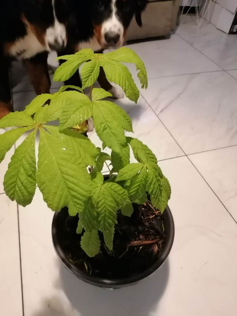 Young Chestnut Tree Plant in Pot – Green Leaves