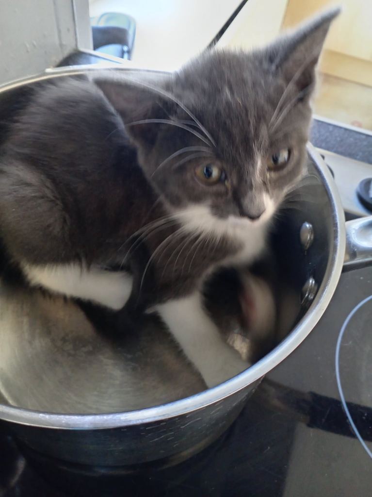 Kittens looking for their forever homes